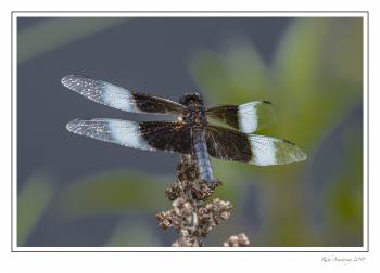 dragonfly 1e.jpg